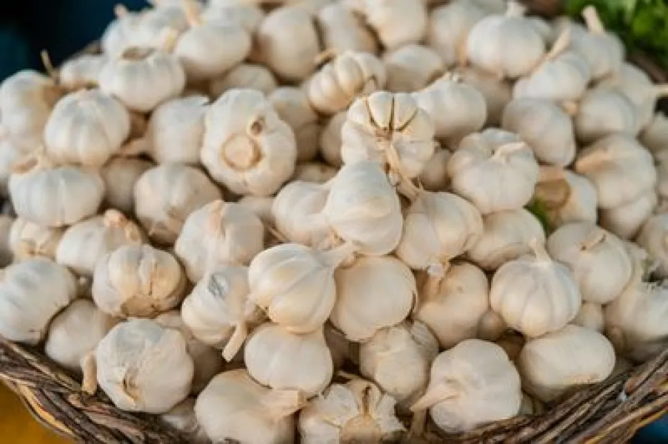 What is Garlic Extract? (Allium Sativum) Hair Benefits